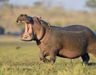 Hippopotamus in water